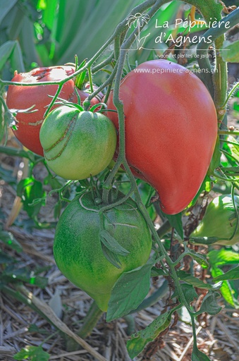 Tomate à fruits charnus 'Coeur de Boeuf'