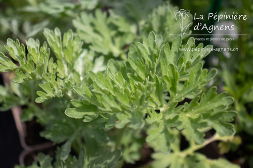 Artemisia absinthium