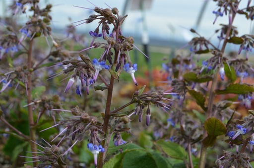 Trachystemon orientalis