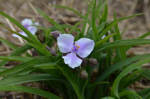Tradescantia andersoniana (x) 'Bilberry Ice'
