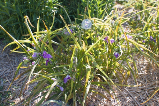 Tradescantia andersoniana (x) 'J.C. Weguelin'