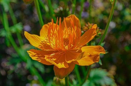 Trollius chinensis 'Golden Queen'