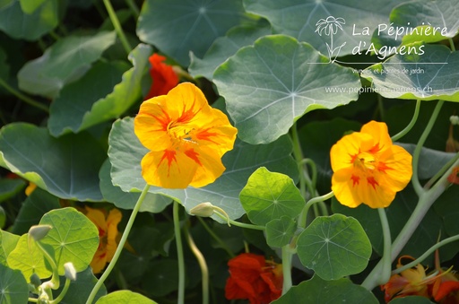 Tropaeolum majus (plante capucine)