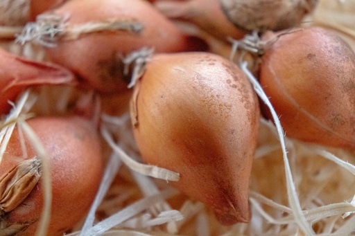Tulipa bakeri 'Lilac Wonder'