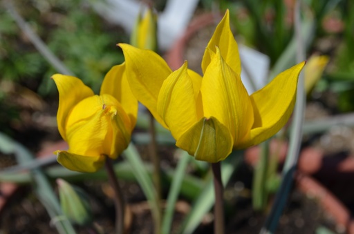 Tulipa botanique sylvestris