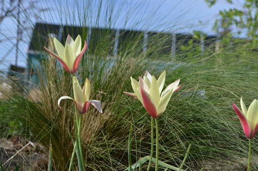 Tulipa clusiana 'Cynthia'