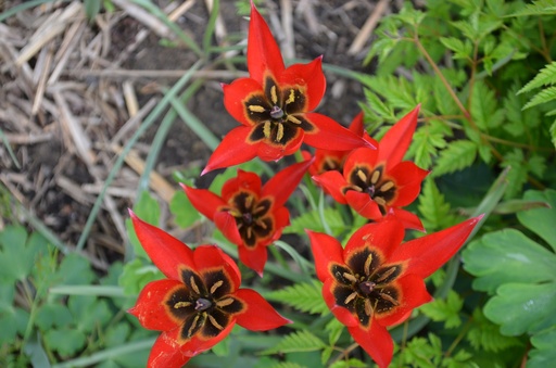 Tulipa botanique linifolia