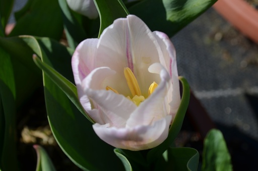 Tulipa simple hâtive 'Flaming Prince'