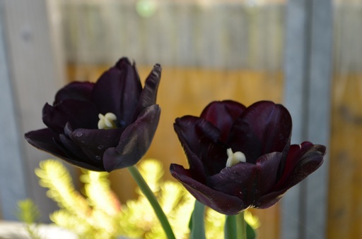 Tulipa triomphe 'Paul Scherer'