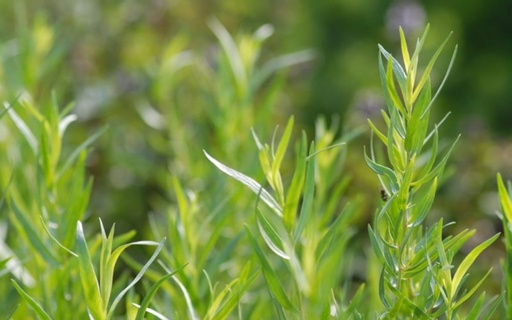 Artemisia dracunculus Estragon