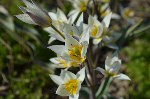Tulipa botanique turkestanica