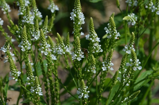 Verbena hastata 'White Spire'
