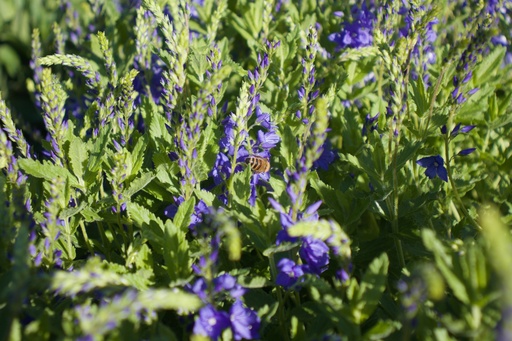 Veronica austriaca ssp. teucrium 'Knallblau'