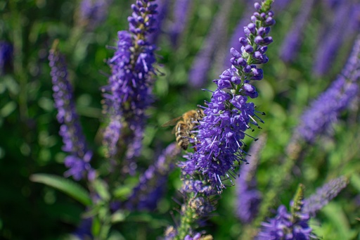 Veronica longifolia 'Blauriesin'