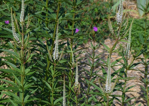 Veronicastrum virginicum 'Album'