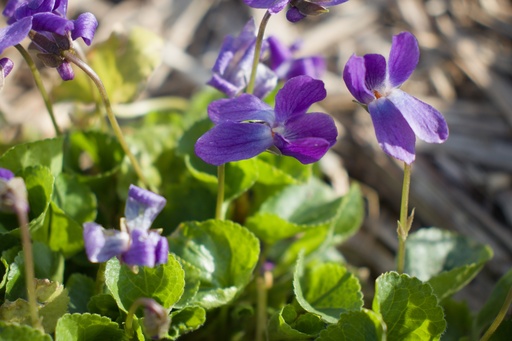Viola odorata 'Königin Charlotte'