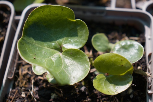 Asarum europaeum