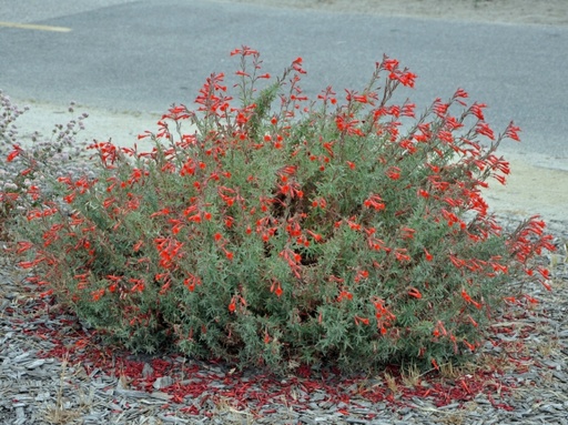 Zauschneria californica