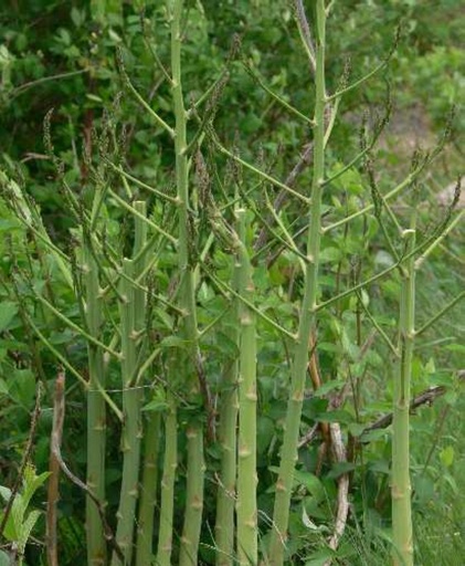 Asparagus officinalis 'Backlim'