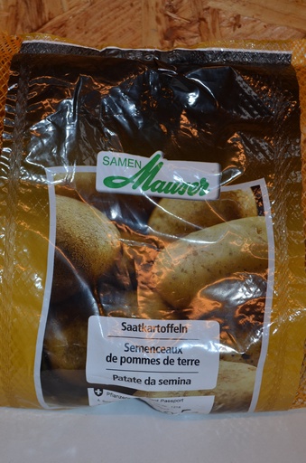 Pomme de terre à planter 'Charlotte' 1kg
