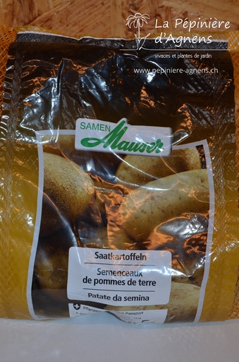 Pomme de terre à planter 'Charlotte' 1kg