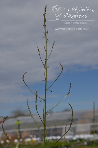 Asparagus officinalis 'Vitalim'