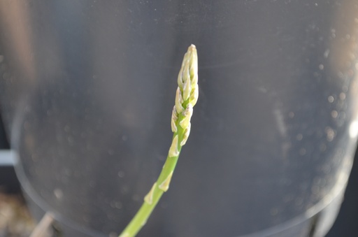 Asparagus officinalis 'Vitalim'