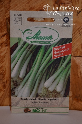 Oignons nouveaux Ciboule