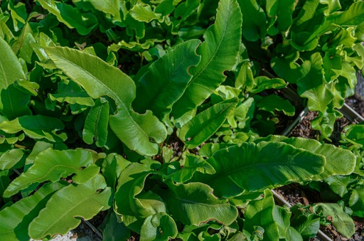 Asplenium scolopendrium