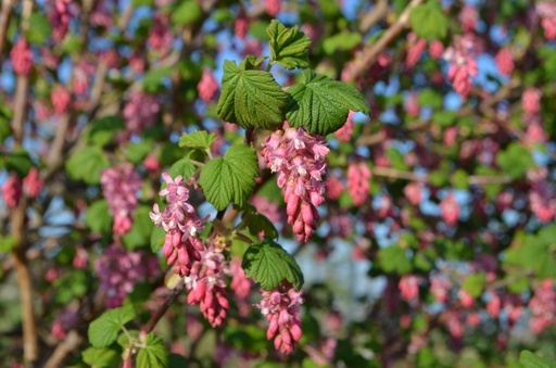 Ribes sanguineum 'King Edward IIV'