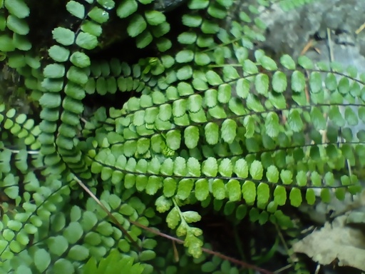 Asplenium trichomanes