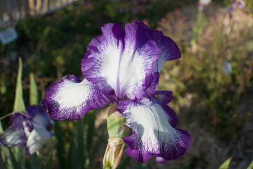 Iris germanica 'Violet-blanc'