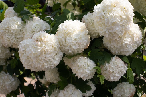 Viburnum opulus 'Roseum'