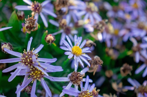 Aster ageratoides 'Adustus Nanus'
