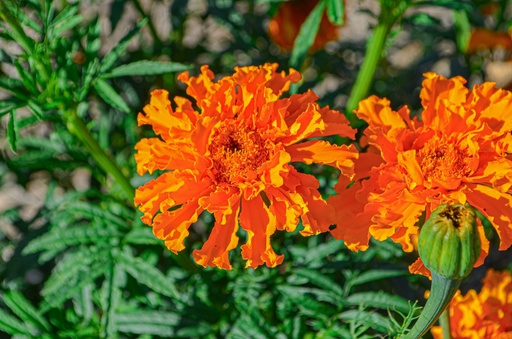 Tagetes tinctoria