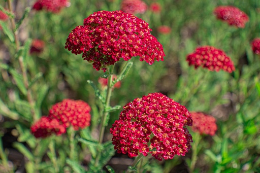 Achillea millefolium 'Red Velvet'