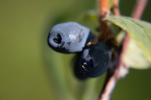 Lonicera kamtschatica 'Maistar'