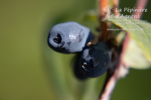 Lonicera kamtschatica 'Maistar'