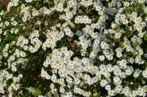 Aster ageratoides 'Starshine'