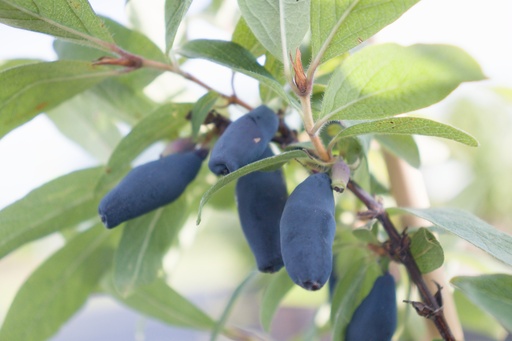 Lonicera kamtschatica 'Vostrog'