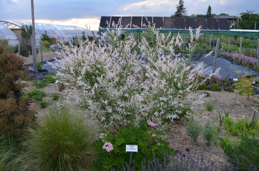 Salix integra 'Hakura-Nishiki'