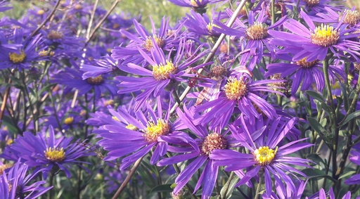 Aster amellus 'Veilchenkönigin'