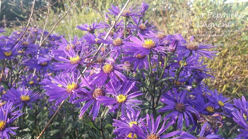 Aster amellus 'Veilchenkönigin'