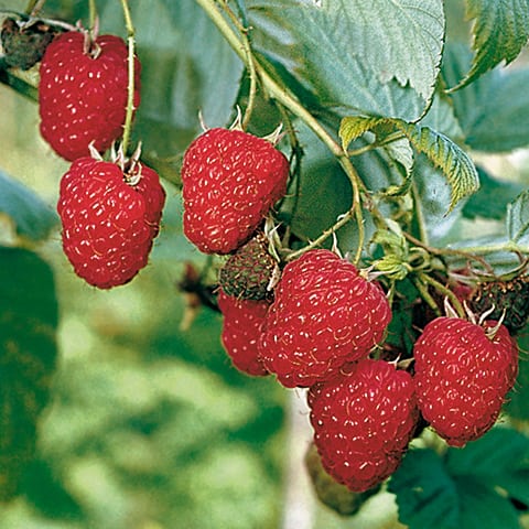 Rubus (3) idaeus 'Willamette'