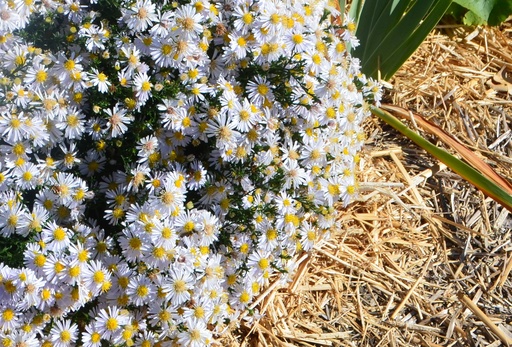 Aster dumosus 'Apollo'