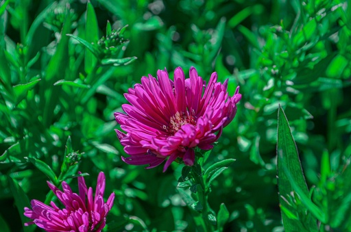 Aster dumosus 'Jenny'