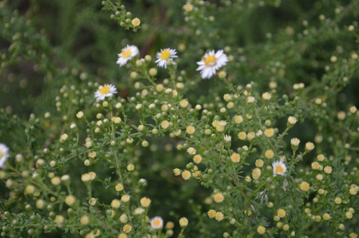 Aster ericoides 'Weisserzwerg'