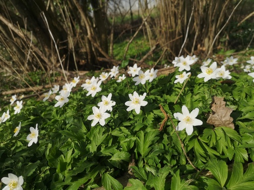 Anemone nemorosa