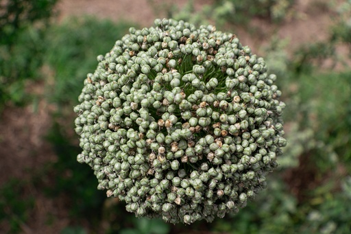 Allium 'Mount Everest'