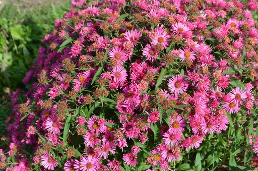 Aster novae-angliae 'Alma Pötschke'